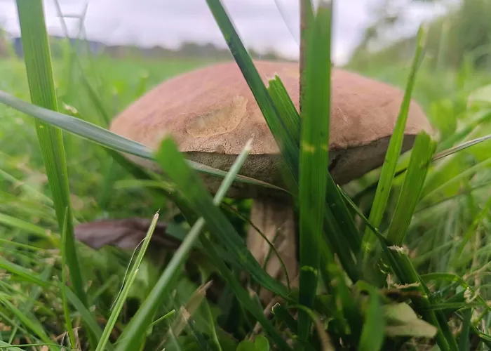 Ostoja Czersk Zamek Gora Kalwaria
